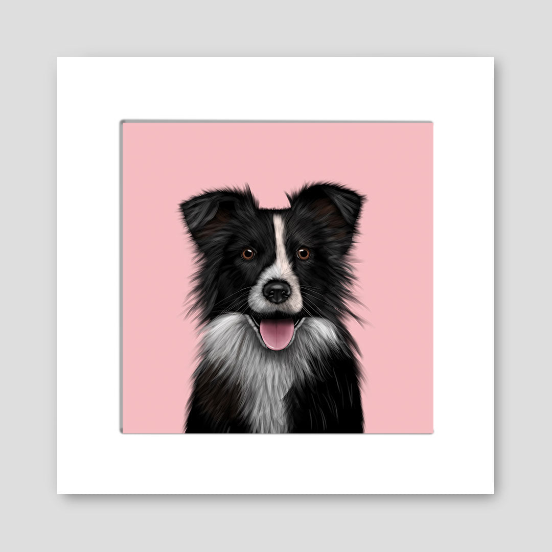 Border Collie Mounted Print