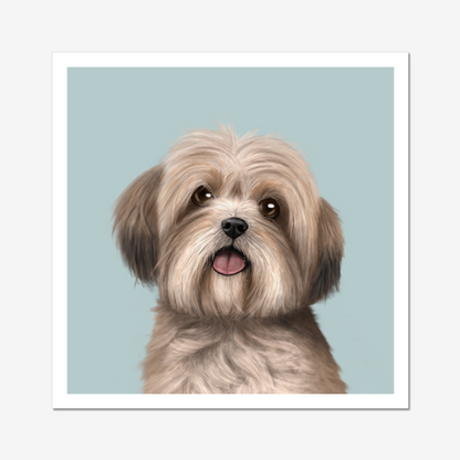 Lhasa Apso Art Print
