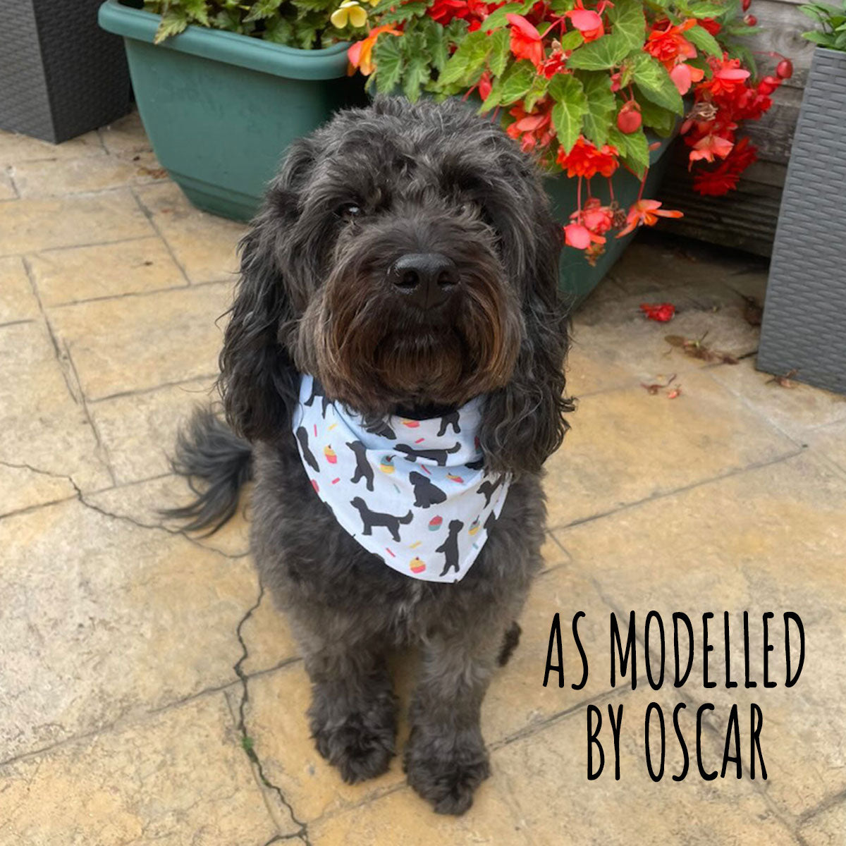 Black Cockapoos and Cupcakes Dog Bandana