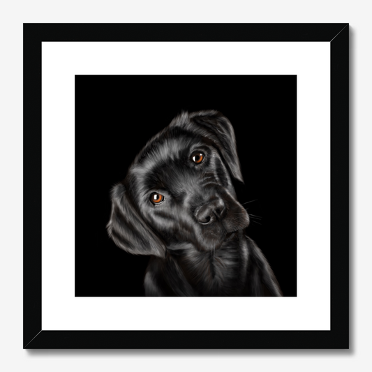 Black Labrador Framed Print